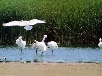 Παγκόσμια Ημέρα Υγροτόπων