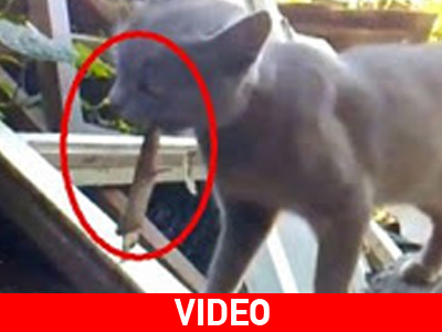 Η σαύρα εκδικήθηκε την γάτα