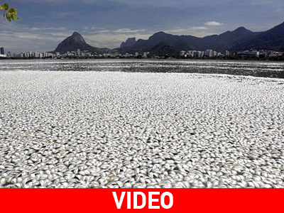 Εκβράστηκαν 65 τόνοι νεκρά ψάρια στη Βραζιλία