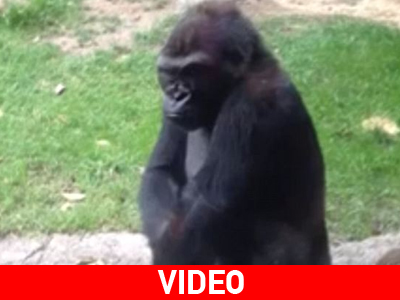 Ο γορίλας θύμωσε!