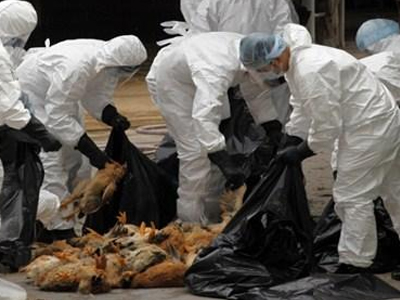 Νορβηγία: Νεκρός 11χρονος από τη γρίπη των πτηνών