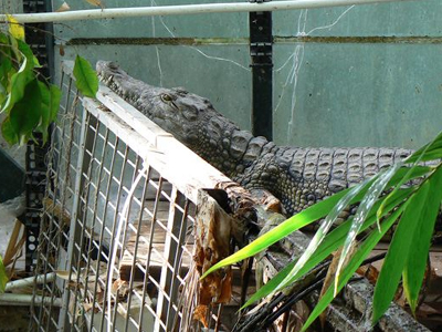 Αντί για κλοπιμαία βρήκαν έναν… κροκόδειλο