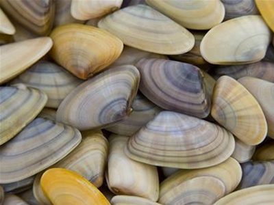 Κατασχέθηκαν αλιεύματα στην Αλεξανδρούπολη