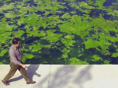 Kαι στη Θεσσαλονίκη το φυτοπλαγκτόν