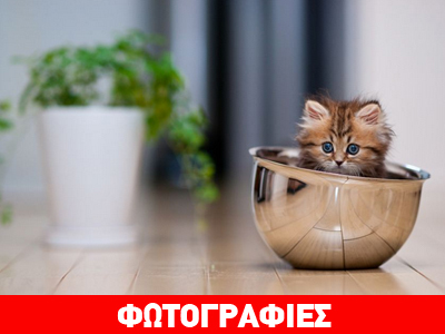 Αυτό είναι το πιο «cute» γατάκι στον κόσμο!