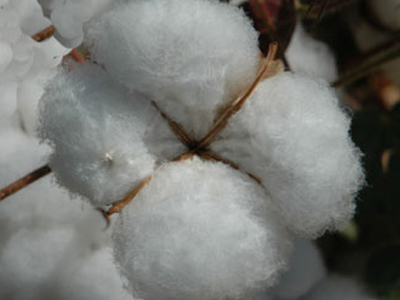 Ήταν κρυμμένοι ανάμεσα σε βαμβακόσπορο