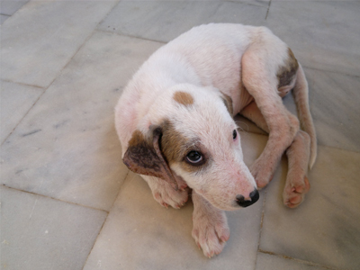 Χαρίζεται ο Market