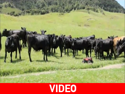 Κοπάδι αγελάδων τρέχει πίσω από…