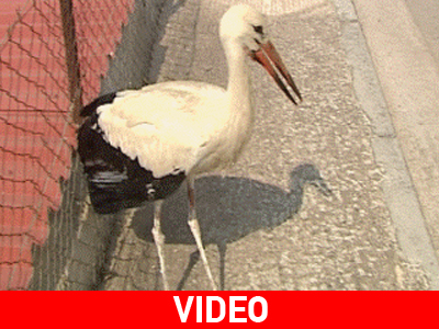 Τραυματισμός μικρού πελαργού στη Λαμία