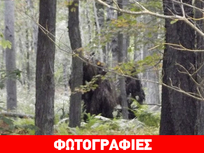Απαθανάτισε τον «Bigfoot» στο δάσος;