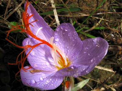 Κροατία: Δύο νεκροί από δηλητηριώδη κρόκο