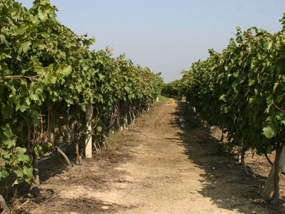 Δίχρονο κοριτσάκι βρήκε «στέγη» σε αμπέλι