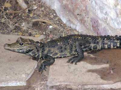 Μωρό κροκόδειλος… έκοβε βόλτες στο Ηράκλειο