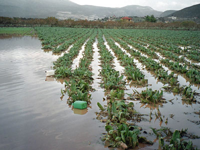 Ζημιές σε καλλιέργειες από την καταιγίδα