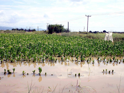 Πλημμύρισαν καλλιέργειες στη Φαρκαδόνα