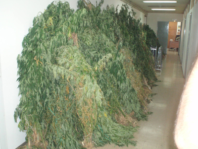 Αμετανόητος χασισοκαλλιεργητής στην Κεφαλονιά