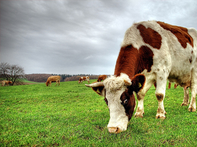 Σκότωσε τις αγελάδες του και αυτοκτόνησε