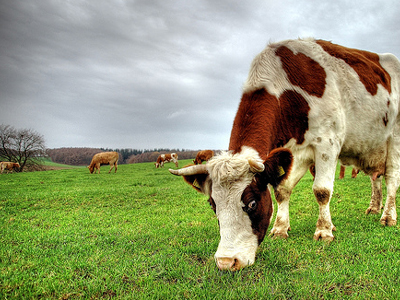Φωτιές άναψε η μείωση της βουλευτικής αποζημίωσης