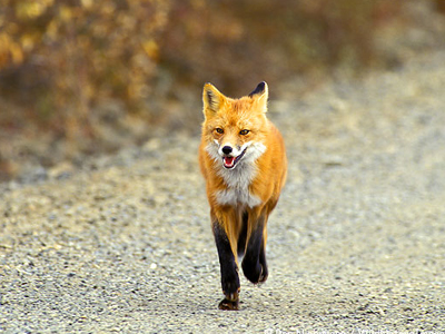 Αλεπού… κόβει βόλτες σε νοσοκομείο