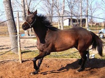 Δύο μήνες φυλάκιση για το άλογο που προκάλεσε τροχαίο