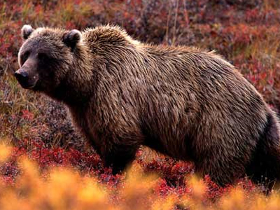 Αρκούδα επιτέθηκε σε κτηνοτρόφο
