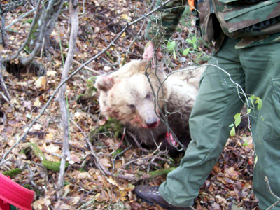 Πυροβόλησαν και ακρωτηρίασαν αρκουδάκι