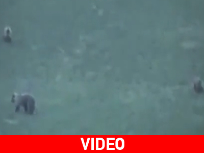 Ζουν παρέα με τις αρκούδες στην Καστοριά