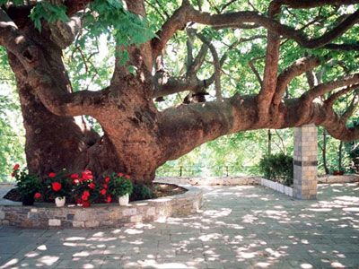 Τα κτήνη της Άρτας στα χέρια της Αστυνομίας