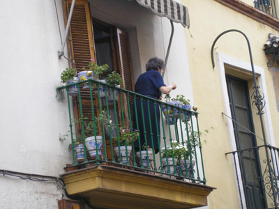 Καναβουριές στις γλάστρες 85χρονης!