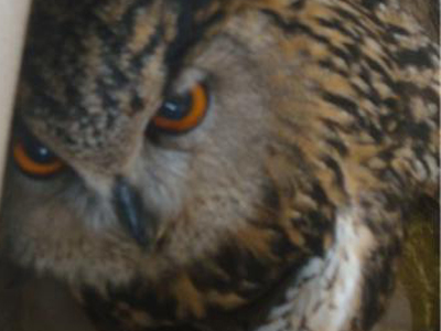 Πυροβόλησαν μπούφο στην Πάτρα