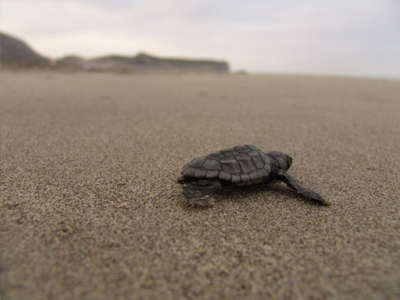 Αγωγός λυμάτων σε βιότοπο ωοτοκίας Caretta Caretta!