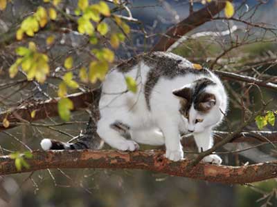 «Επιχείρηση» για τη διάσωση… άτακτης γάτας