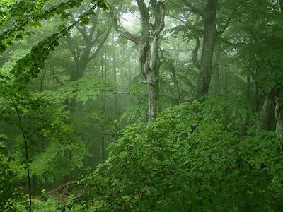 Σπάνια ομορφιά στα δάση του Βόρα και της Ροδόπης
