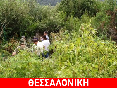 Οι συλλήψεις «οδήγησαν» στη φυτεία