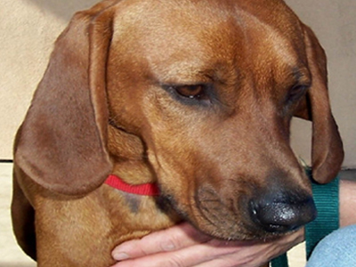 Έσερνε σκύλο με το αυτοκίνητό του