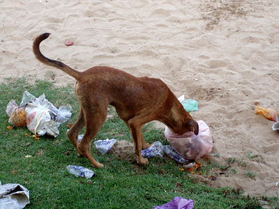 Σύζυγος υπουργού πέταξε το σκυλί της στα σκουπίδια