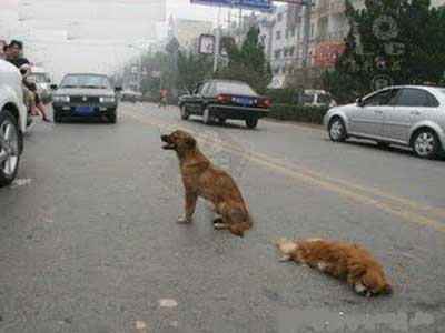 Πυροβόλησε και χτύπησε με σφυρί σκύλο