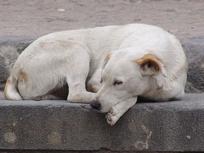 Σκύλος δάγκωσε μαθήτρια