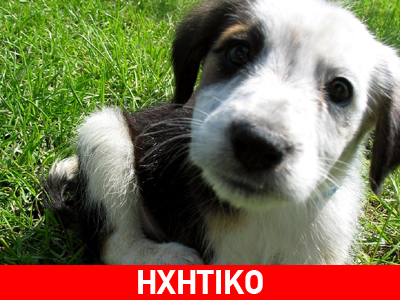 Δολοφόνος σκύλων στην Ημαθία