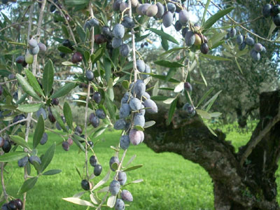 Η ελιά… ήταν συνεργός