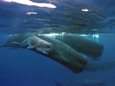 Νεκρές φάλαινες και δελφίνια εκβράζονται στις ελληνικές θάλασσες