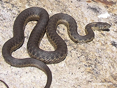 Φίδι… στην ουρά του ΙΚΑ!