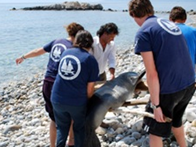Νεκρή φώκια από έκρηξη δυναμίτιδας στη Σάμο