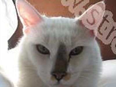 Ληστές πέρασαν γατάκι για… τσάντα