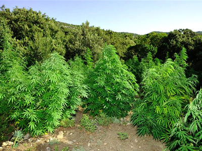 «Μινιόν» φυτεία στην Υπάτη