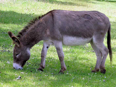 Έχετε γαϊδούρι; Δηλώστε το!