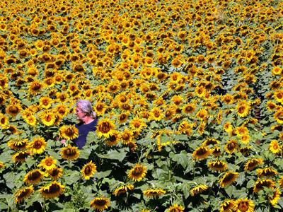 «Ποντάρουν» στον ηλίανθο οι Τρικαλινοί αγρότες