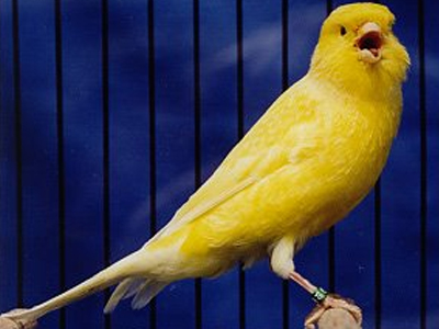 Έκλεψε κλουβί με επτά καναρίνια!