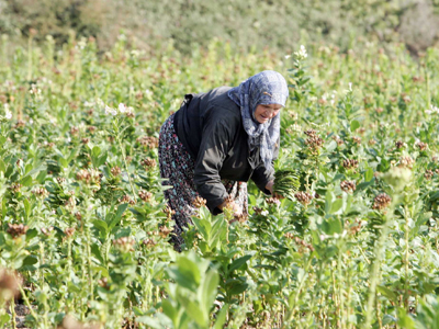 Διευκρινίσεις ζητούν οι παραγωγοί