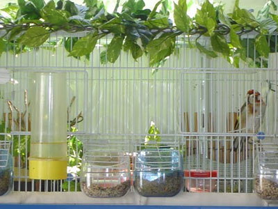 Μικρά, άγρια πουλιά στην αιχμαλωσία